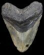 Bargain, Large, Megalodon Tooth - North Carolina #67322-1